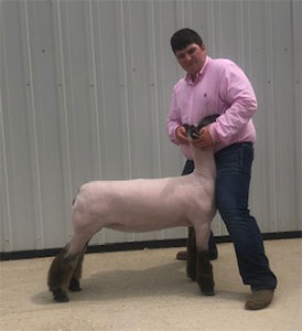 Cody Long Livestock Winners